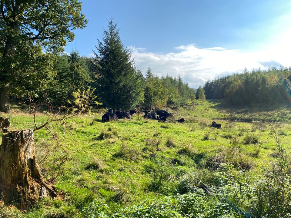 Billede af Caroline-Marie Vandt Madsen