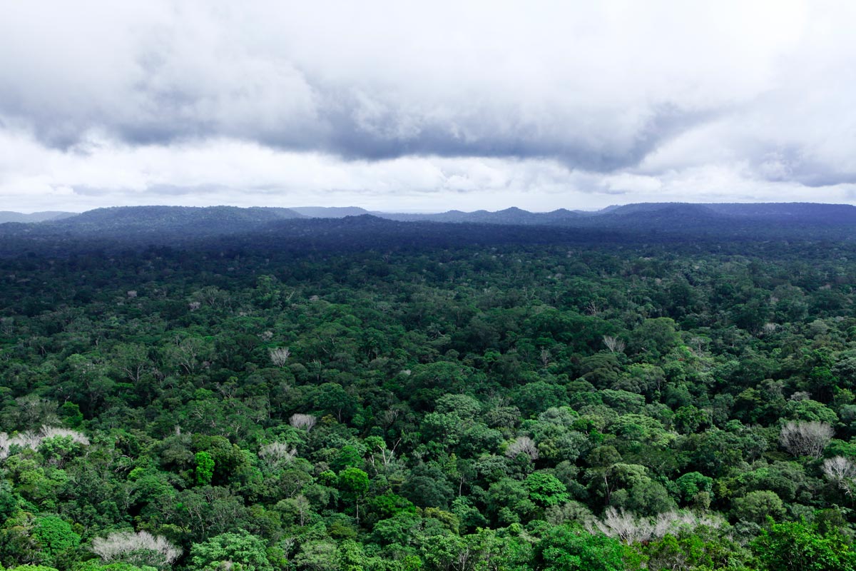 FSC-skov i Amazonas