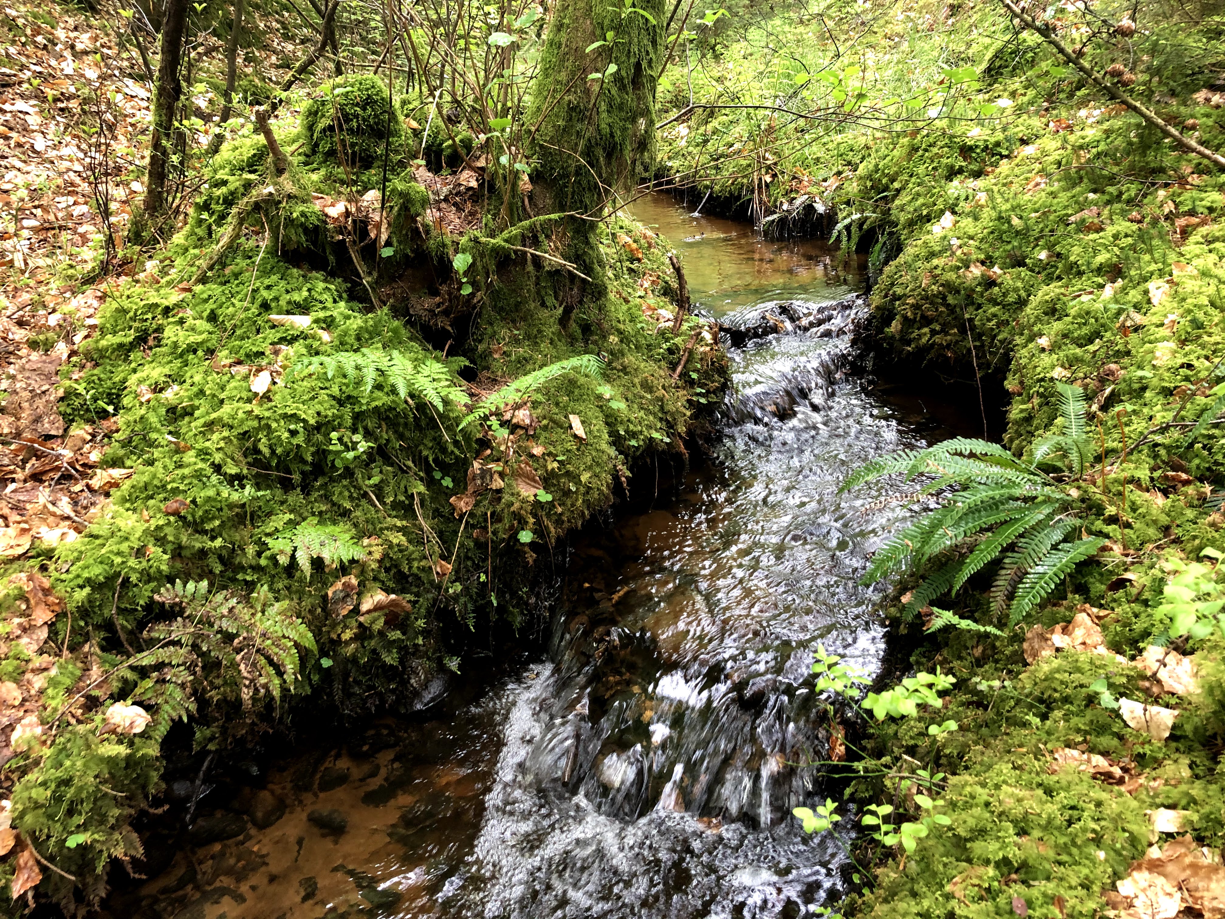 Vandløb i FSC-skov