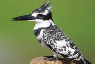 Birds Uganda