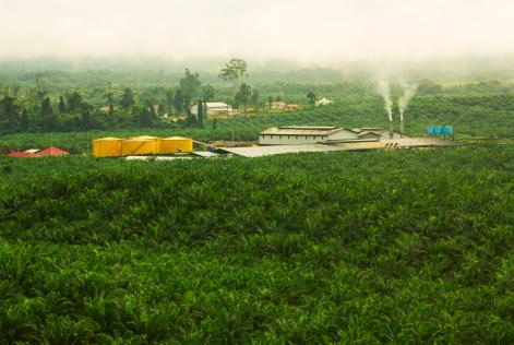 Palmeolieplantage