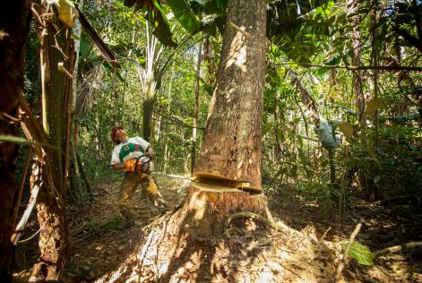 Tropisk skov Bolivia