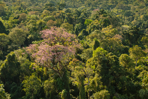 Missionary Forest Argentina 2022 (c) Emilio White, FSC