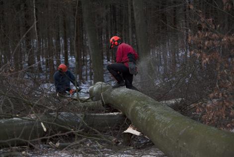 FSC-certificeret skov