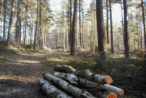 Bornholms kommunale skove er certificeret som bæredygtige