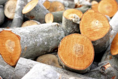 Kritik af EUTR fra forbrugere og industrien