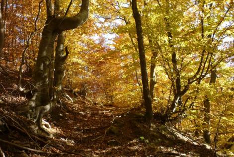 Rodopi Mountain