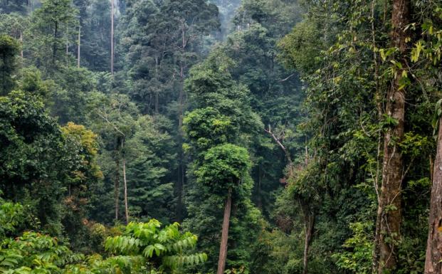 2015_Borneo, Indonesia, Kalimantan_(c)FSC Italy_Christian Patrick Ricci and Mirko Sotgiu