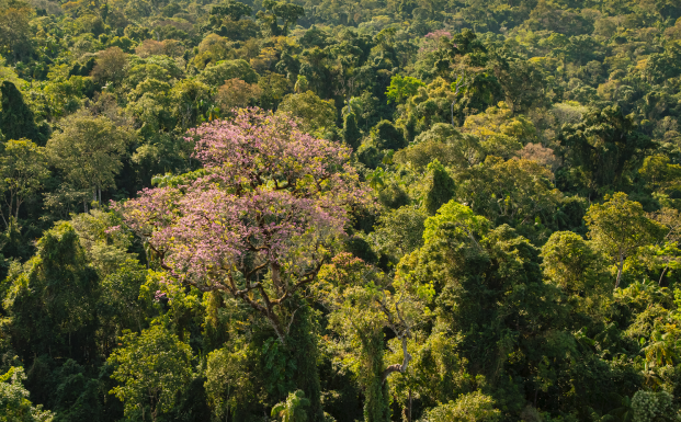 Missionary Forest Argentina 2022 (c) Emilio White, FSC