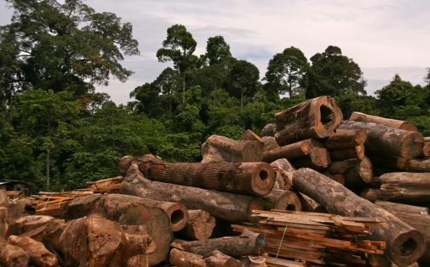 FSC-skov på Borneo