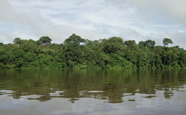TAA har skabt 2,2 millioner hektar FSC-certificeret skov i Amazonas