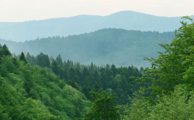 FSC-certificeret skov i Polen