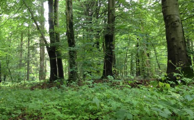 Skov i Flensborg kommune Skov i Flensborg kommune