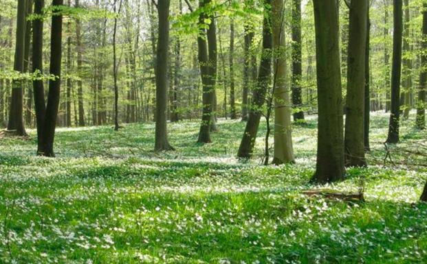 den danske FSC-skovstandard