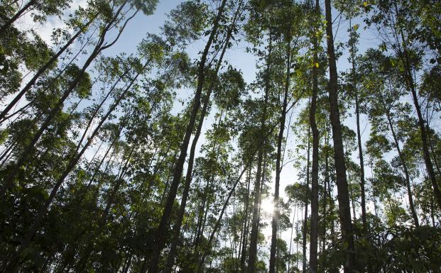 Nyt studie: 53.000 forskellige tr&aelig;arter i troperne