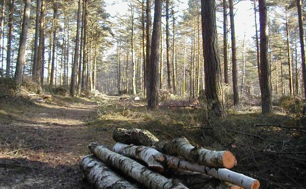 Bornholms kommunale skove er certificeret som bæredygtige