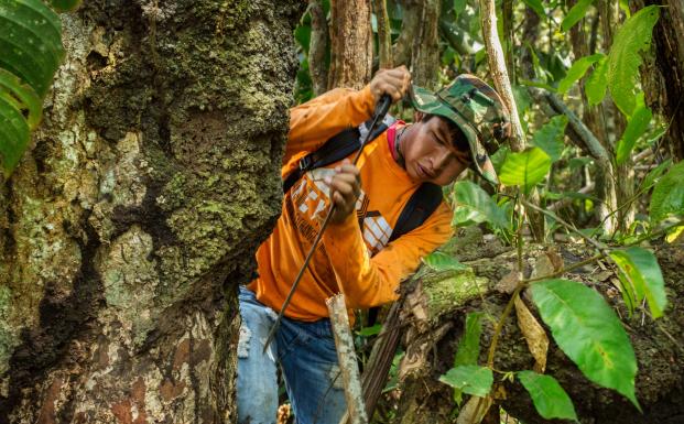 Skovarbejder i FSC-certificeret skov Skovarbejder i FSC-certificeret skov