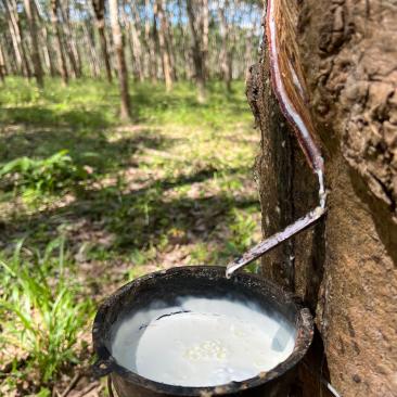 FSC APAC_Thailand_Rayong_(c)FSC_Vanessa Cheung